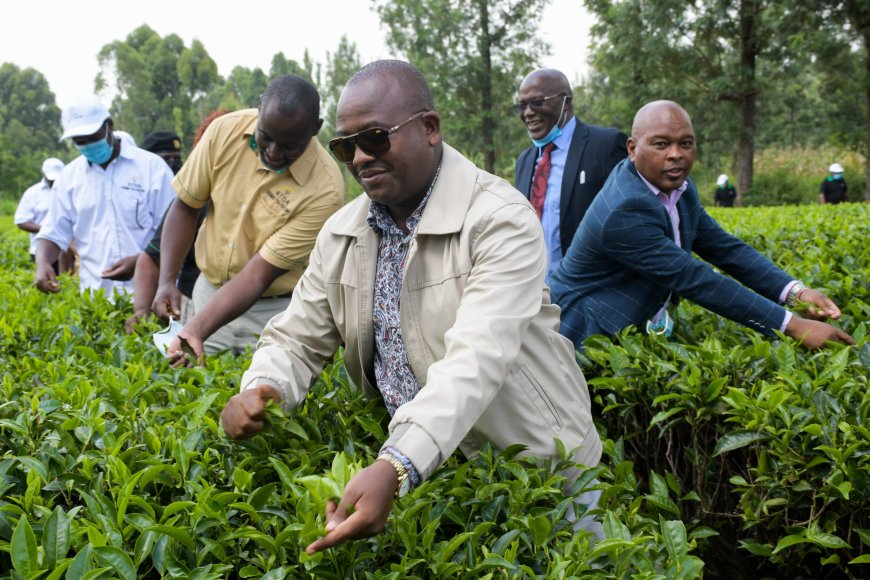 Tea Farmers From Ogembo Tea Factory Rebuke Former Directors.