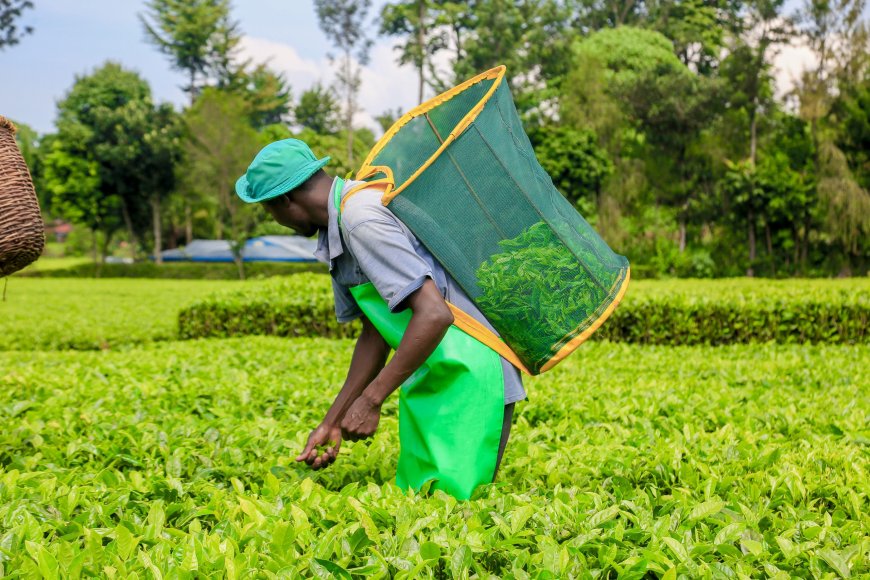 Tea Farmers urged to elect visionary leaders ahead of crucial director elections.