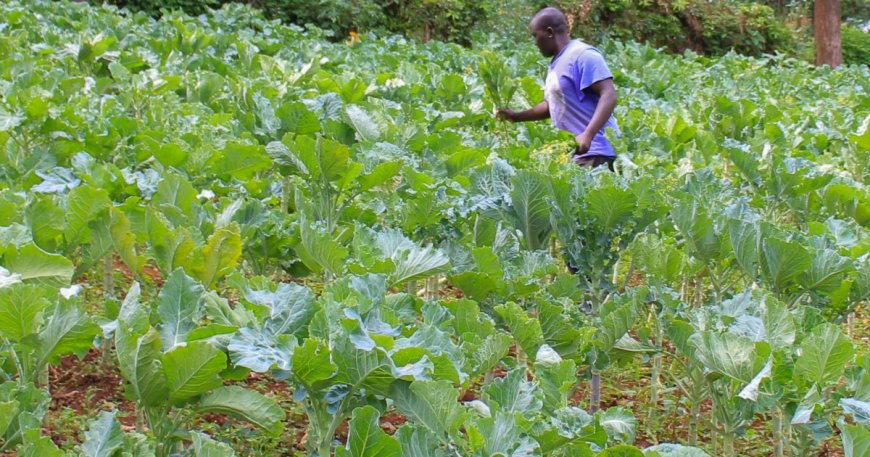 Empowering Gesusu farmers to boost their yields