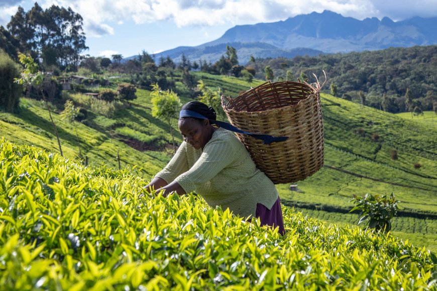 New leadership brings hope to Nyaribari masaba tea farmers