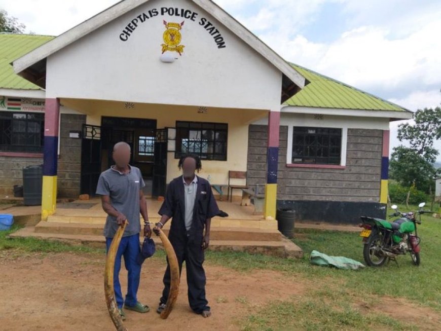 Two Suspects Arrested with Elephant Tusks in Bungoma County