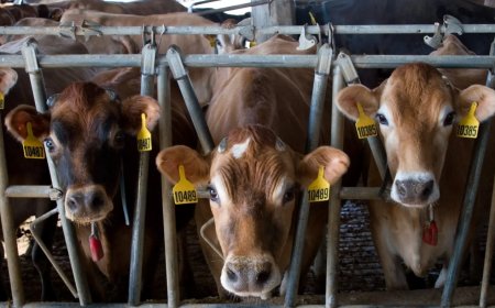 Stolen Livestock in Meru Recovered in a  police swift  action