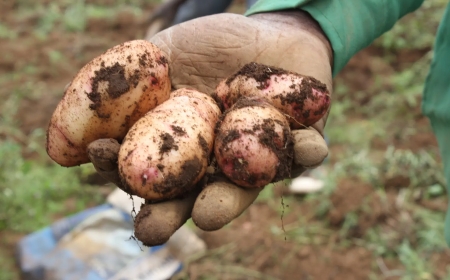 Only 11.85 percent of potato farmers in Nyandarua follow manufacturer instructions on usage of pesticides