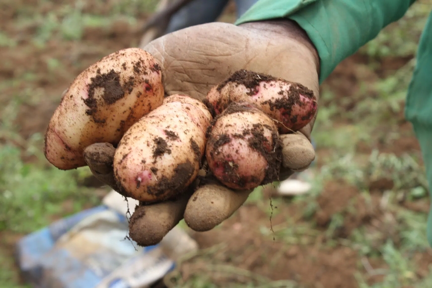 Only 11.85 percent of potato farmers in Nyandarua follow manufacturer instructions on usage of pesticides