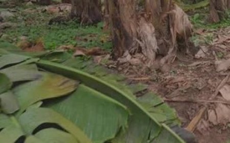 Locals Kill a Man, Wrap His Body in a Polythene Before Burying Him in Kisii