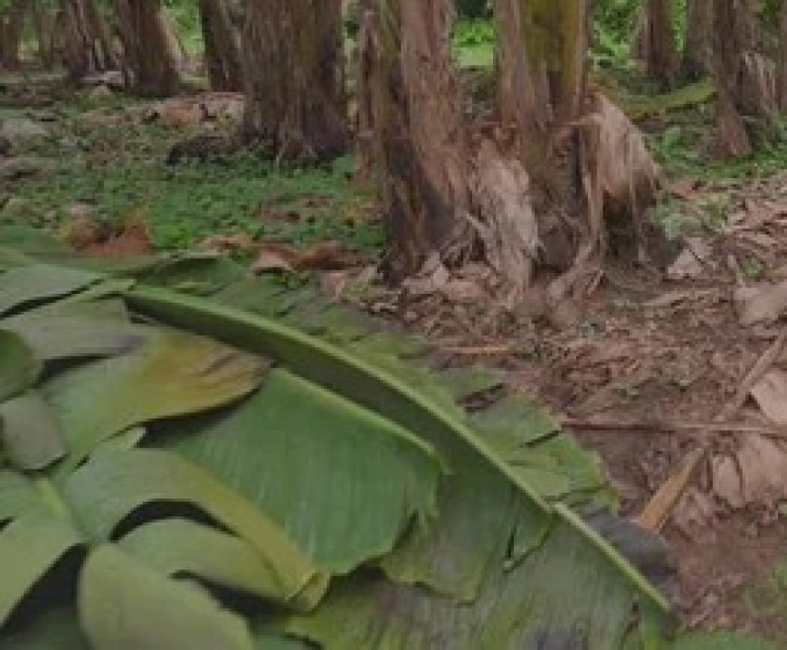 Locals Kill a Man, Wrap His Body in a Polythene Before Burying Him in Kisii