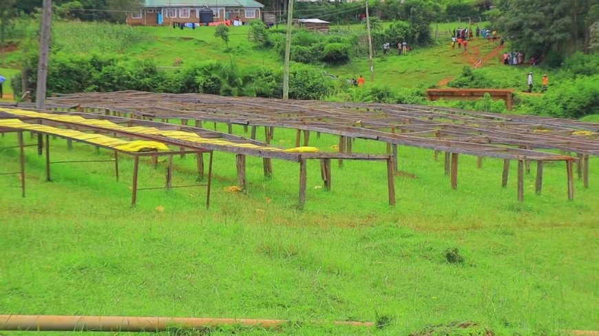 TENSION AT NYANSANGIO COFFEE FACTORY AS FARMERS ELECT NEW LEADERS AFTER CHAOTIC POLLS